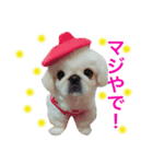 ペキニーズ くむちゃん 関西弁Ver.2（個別スタンプ：1）