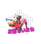 イタグレベルナ 女子力アップ中（個別スタンプ：27）
