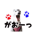 イタグレベルナ 女子力アップ中（個別スタンプ：36）