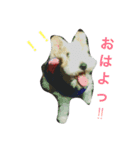 ワイヤーフォックステリアのハリー（個別スタンプ：1）