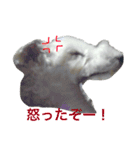 ワイヤーフォックステリアのハリー（個別スタンプ：6）