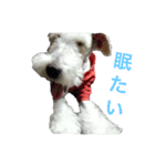 ワイヤーフォックステリアのハリー（個別スタンプ：9）