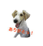 ワイヤーフォックステリアのハリー（個別スタンプ：11）