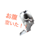 ワイヤーフォックステリアのハリー（個別スタンプ：12）