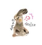我が家のインコと会話（個別スタンプ：1）