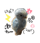我が家のインコと会話（個別スタンプ：2）