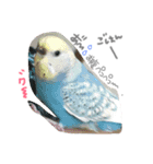 我が家のインコと会話（個別スタンプ：3）