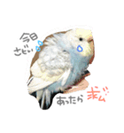 我が家のインコと会話（個別スタンプ：4）