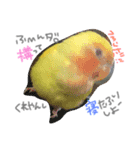 我が家のインコと会話（個別スタンプ：5）