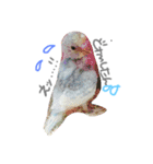 我が家のインコと会話（個別スタンプ：15）