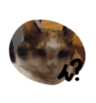 うちの猫・ななちゃん（個別スタンプ：1）