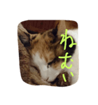 うちの猫・ななちゃん（個別スタンプ：2）