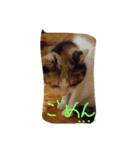 うちの猫・ななちゃん（個別スタンプ：5）