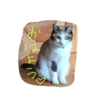 うちの猫・ななちゃん（個別スタンプ：6）