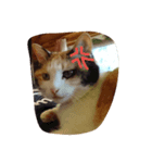 うちの猫・ななちゃん（個別スタンプ：7）