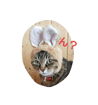 ねこねこ三昧（個別スタンプ：1）