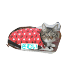 ねこねこ三昧（個別スタンプ：4）