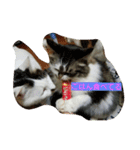 ねこねこ三昧（個別スタンプ：5）
