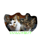 ねこねこ三昧（個別スタンプ：6）