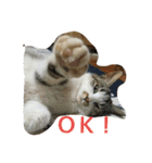 ねこねこ三昧（個別スタンプ：7）