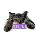 ねこねこ三昧（個別スタンプ：8）