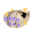 ねこねこ三昧（個別スタンプ：9）