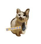 ねこねこ三昧（個別スタンプ：10）