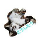 ねこねこ三昧（個別スタンプ：11）