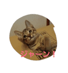 ねこねこ三昧（個別スタンプ：12）