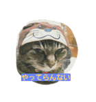 ねこねこ三昧（個別スタンプ：13）