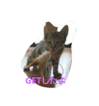 ねこねこ三昧（個別スタンプ：14）