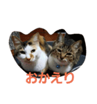 ねこねこ三昧（個別スタンプ：15）