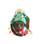 ねこねこ三昧（個別スタンプ：17）