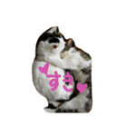ねこねこ三昧（個別スタンプ：18）