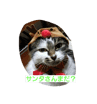 ねこねこ三昧（個別スタンプ：19）