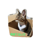 ねこねこ三昧（個別スタンプ：21）