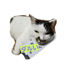 ねこねこ三昧（個別スタンプ：22）