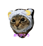 ねこねこ三昧（個別スタンプ：23）