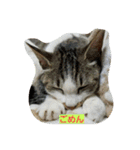 ねこねこ三昧（個別スタンプ：24）