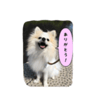 ポメラニアンのチャイ 3（個別スタンプ：1）