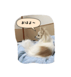 ポメラニアンのチャイ 3（個別スタンプ：3）