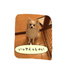 ポメラニアンのチャイ 3（個別スタンプ：5）