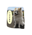 ポメラニアンのチャイ 3（個別スタンプ：6）