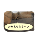 ポメラニアンのチャイ 3（個別スタンプ：7）