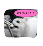 ポメラニアンのチャイ 3（個別スタンプ：9）
