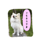 ポメラニアンのチャイ 3（個別スタンプ：10）