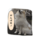 ポメラニアンのチャイ 3（個別スタンプ：11）