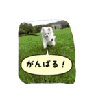 ポメラニアンのチャイ 3（個別スタンプ：12）