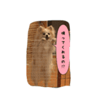 ポメラニアンのチャイ 3（個別スタンプ：13）