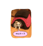 ポメラニアンのチャイ 3（個別スタンプ：14）